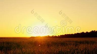 夕阳背景下田野上的青草。 田间的小麦胚芽